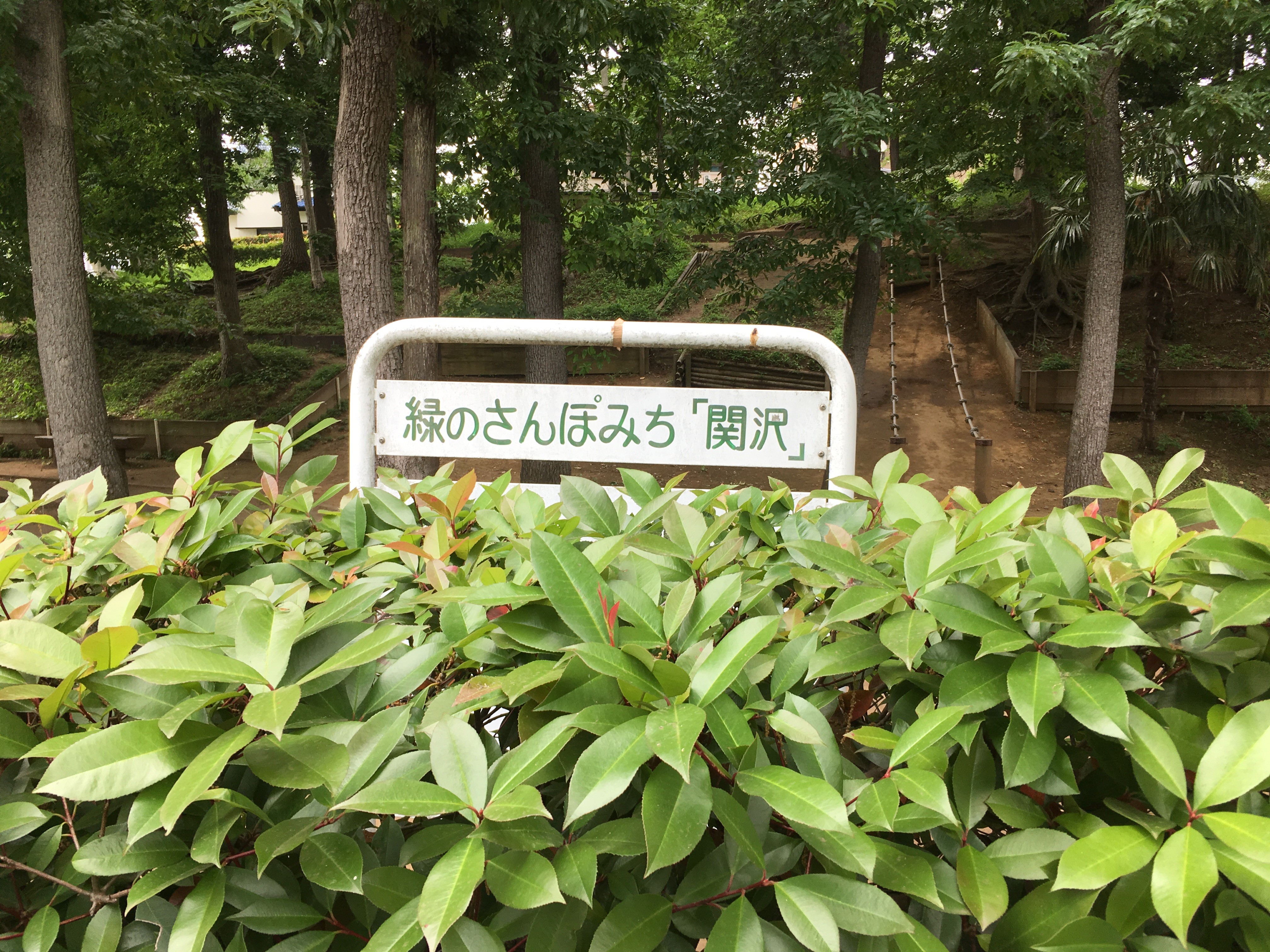 緑の散歩道 関沢